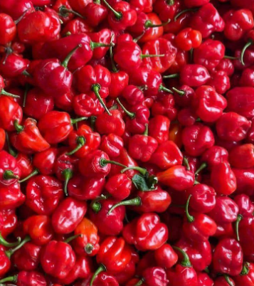 Premium Fresh Habanero Pepper - 50kg